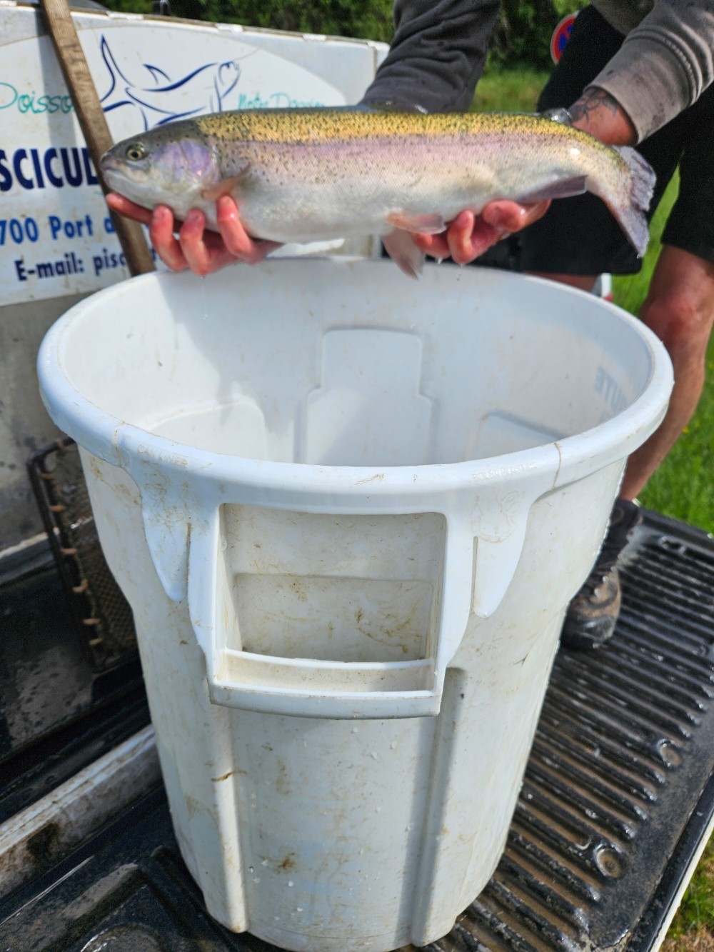 100 kg d'Arc en Ciel lâché !