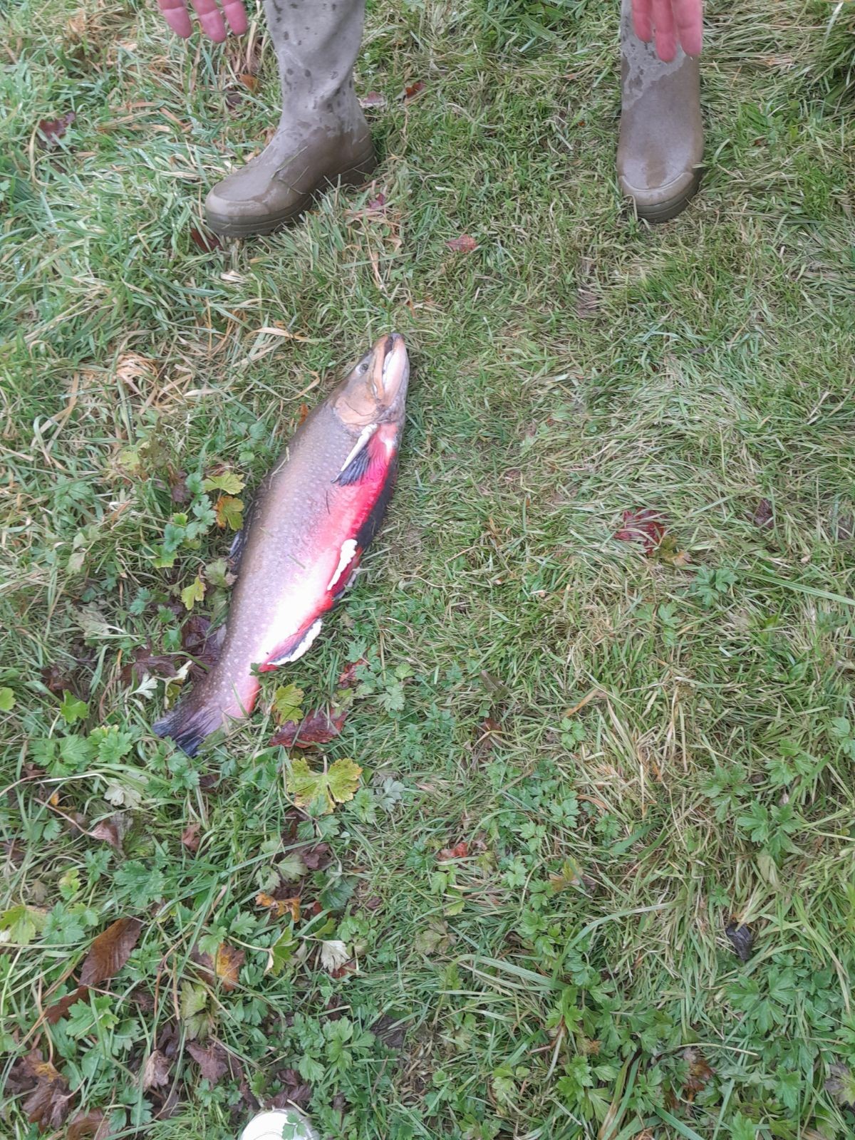 Rouge comme un saumon de Fontaine