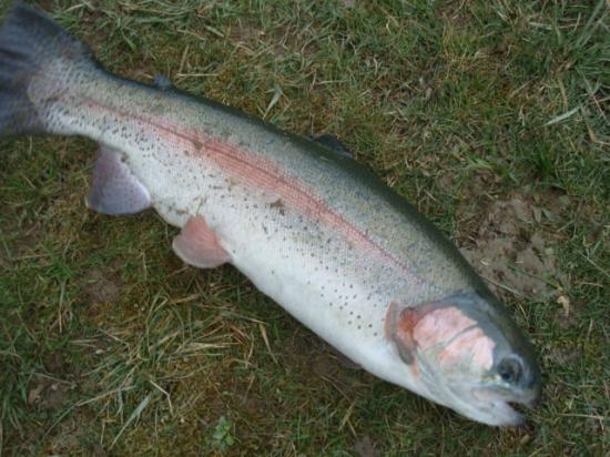 70 cm et 4.5 kg environ